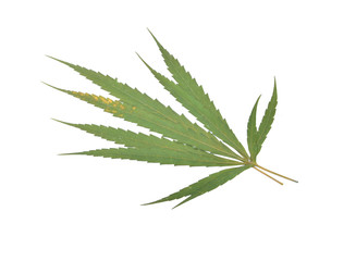 marijuana leaf isolated on white
