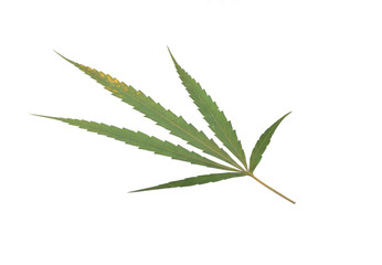 marijuana leaf