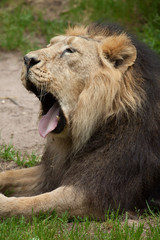 Asiatic lion (Panthera leo persica).