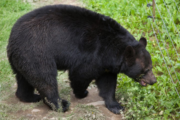 Fototapeta premium American black bear (Ursus americanus).