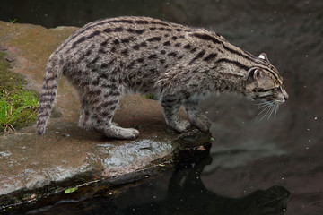 Fishing cat (Prionailurus viverrinus).
