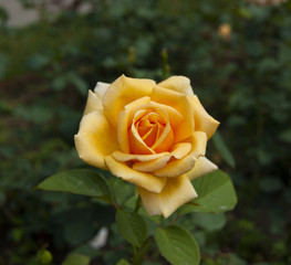 Yellow rose2