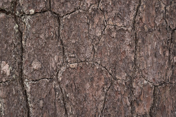 Pine of bark background and textured