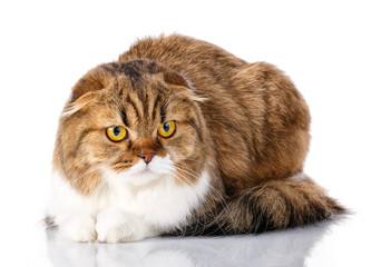 Scottish Fold cat lying on white background