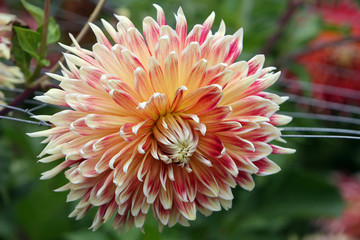 Pink pale dahlia flower closeup