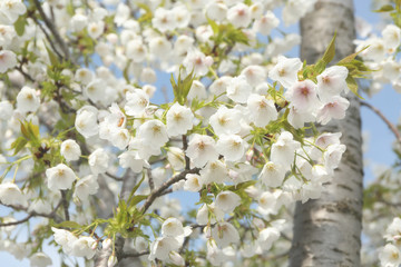 Obraz premium Cherry tree in the spring sunlight