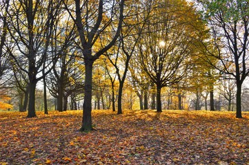 A colourful late Autumn landscape.