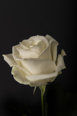 White Rose