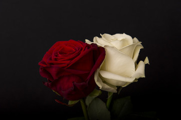 Red white roses