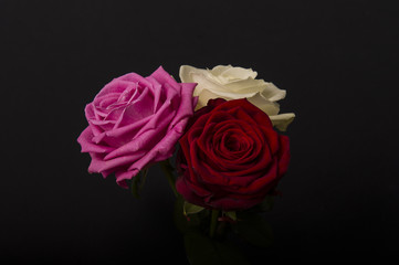 pink red white roses
