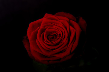 red rose