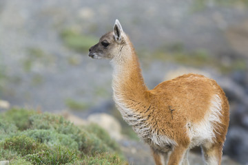 Obraz premium Guanaco , Patagonia , Argentina