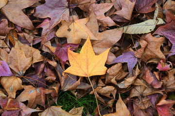 落ちて地面に落ちたカエデの落ち葉