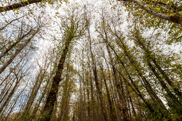 The Autumn Forest