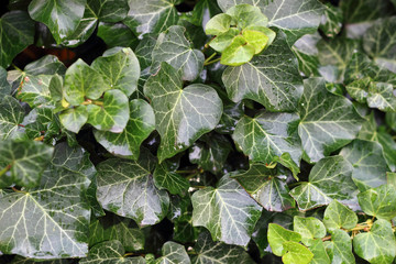 Green ivy leaves in drops of rain
