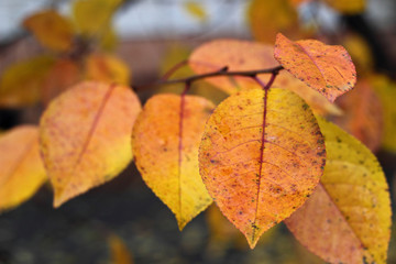 Autumn pink and yellow cherry leaves on a branch