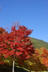 もみじ湖の紅葉