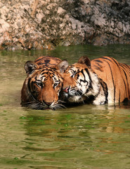 Fototapeta na wymiar Tiger Love and tenderness. Lovers tigers in the lake, Thailand, Tiger Temple
