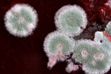 mold on the surface of jam