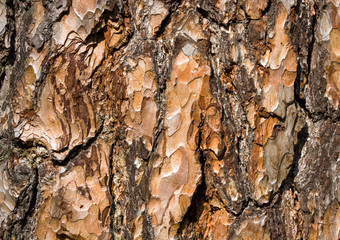 The pine bark, texture