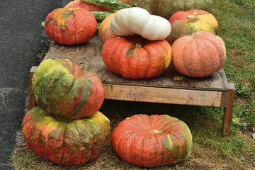 Pumpkins at Halloween and pumpkin market in USA.