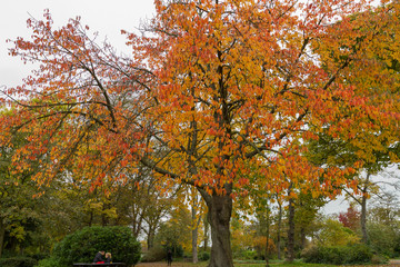 Fototapeta premium Colorful Trees in Autumn at Leases Park, Newcastle, England