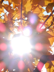 sunshine,autumn colours