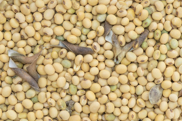 Soy bean organic background