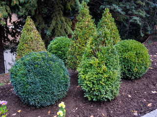 The decorative shrubs haircut in the form of geometric shapes