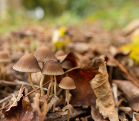 Brown wild mushrooms among fallen leaves in late autumn