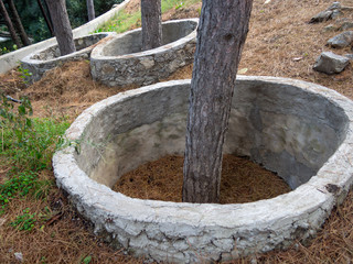 Fototapeta premium Protective rings of concrete around the trees