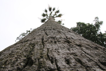 Natur in Teneriffa