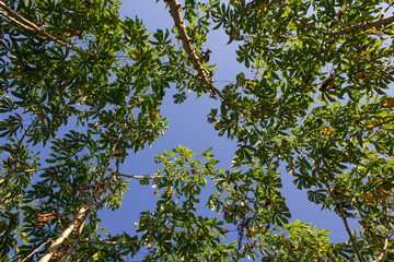 The cassava from a throng of ants.