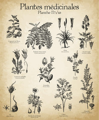 Gravures anciennes plantes médicinales N°1/10 - obrazy, fototapety, plakaty