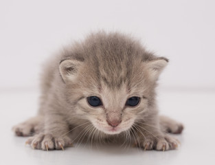 Gray kitten isolated on white