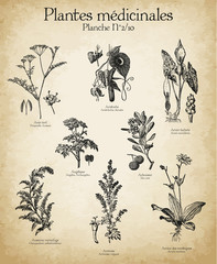 Gravures anciennes plantes médicinales N°2/10 - obrazy, fototapety, plakaty