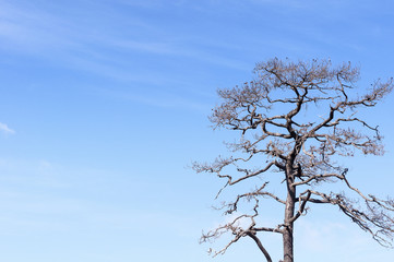 The dried  pine tree without the leaf with the blue sky