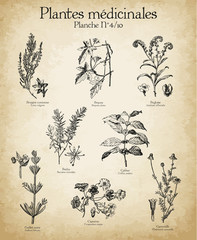 Gravures anciennes plantes médicinales N°4/10