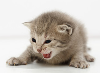 Gray kitten isolated on white