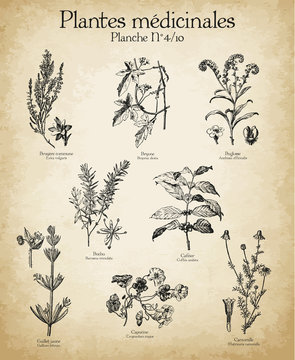Gravures anciennes plantes m&eacute;dicinales N&deg;4/10
