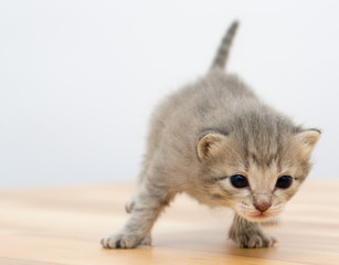 Fototapeta na wymiar Gray kitten on a wooden background