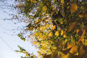 Obraz premium autumn leaves