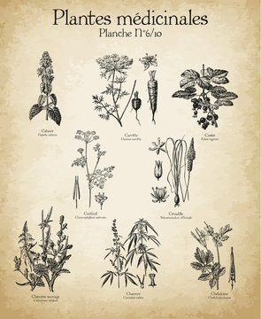 Gravures anciennes plantes m&eacute;dicinales N&deg;6/10