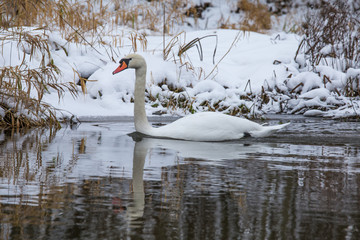 A beautiful white swan in the winter swimming in the river