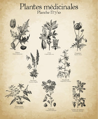 Gravures anciennes plantes médicinales N°7/10