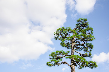 Beautiful Top of  Pinus Densiflora or Japanese Red Pine with Blue Sky and Cloudy.Japanese Red Pine is Famous to Plant in Japan.