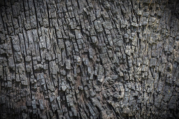 Close up view patterned natural of firewood texture, nature dark background