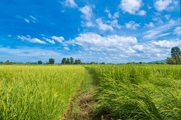 Raw rice in rice field under clouds and blue sky background