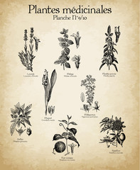 Gravures anciennes plantes médicinales N°9/10