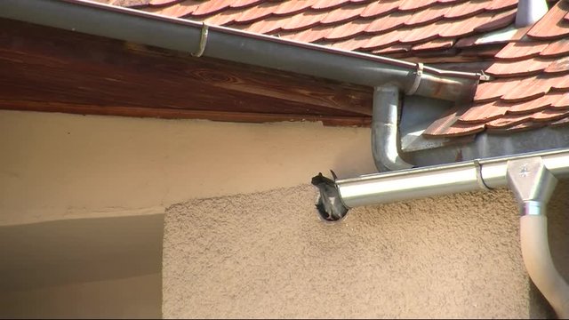 Eine Taube h&uuml;pft von einer Dachrinne in eine Mauer&ouml;ffnung (Totale)